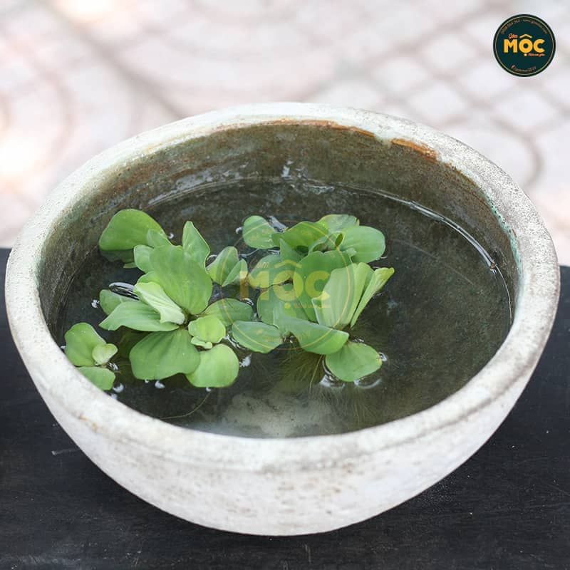 3172 Atlantic Lá Sen Men Lòng 37x37x16