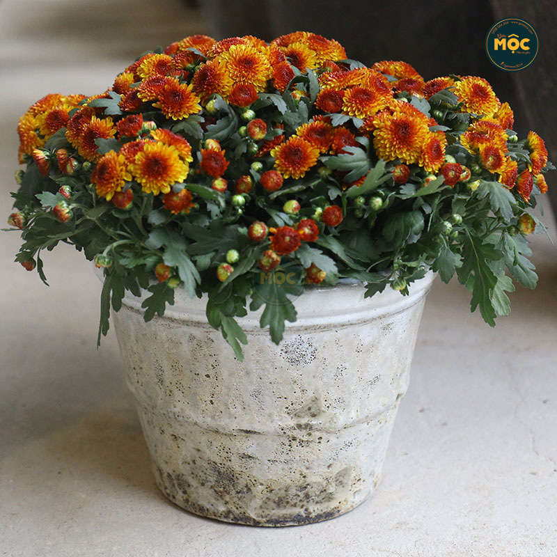 3593 Atlantic Vót 30x30x25