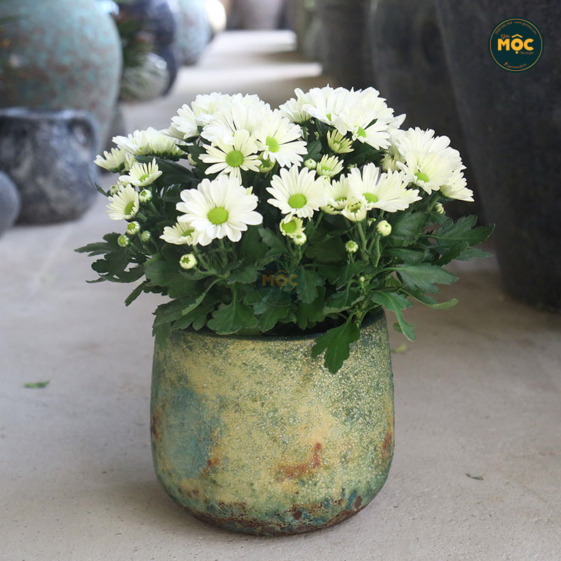 3538 Atlantic Bầu 23x23x19 M20